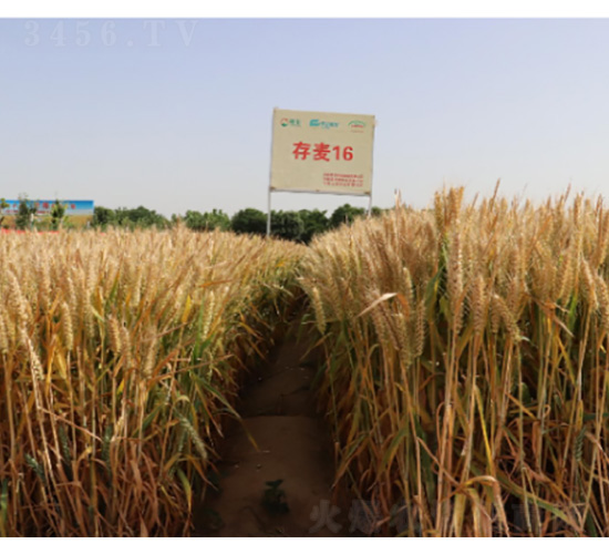 ����16-С���N��-���S�N�I(y��)