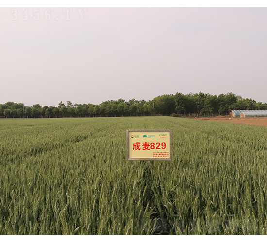 ����829-С���N��-���S�N�I(y��)