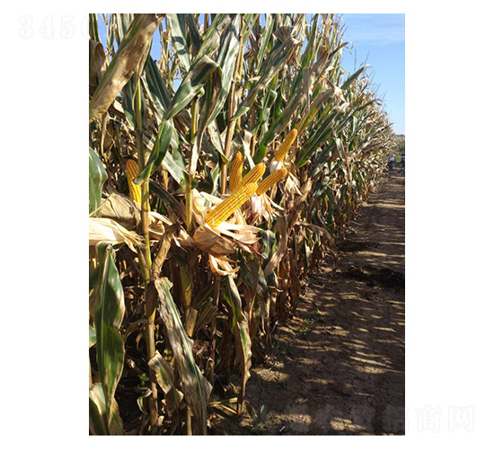 ����622-���׷N��-���S�N�I(y��)