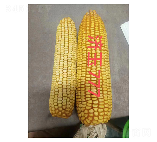 ����777���ȈD-�͹��S