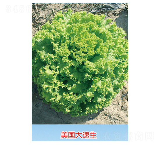 ����������-�{ɫ���b-���˷N��-�S�A�N�I(y��)