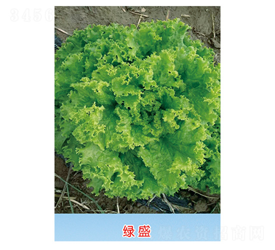 �Gʢ-���˷N��-�S�A�N�I(y��)