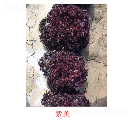 ����-���˷N��-�S�A�N�I(y��)