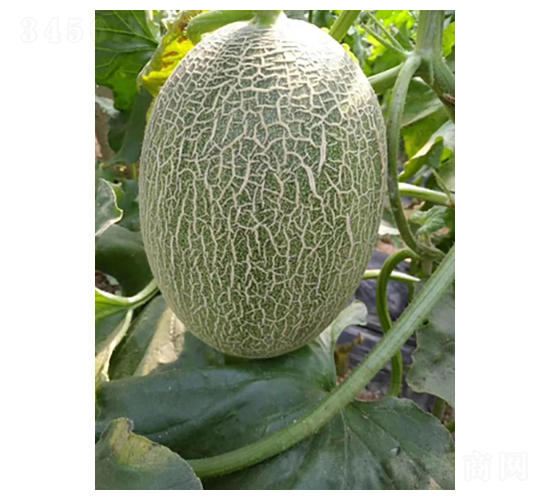 ����һ̖(h��o)-���ܹϷN��-����N��