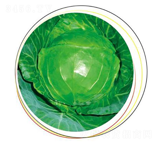 �����ٳ�-���{(l��n)�N��-����N��