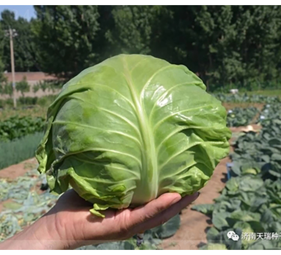 ������-���{(l��n)�N��-����N��