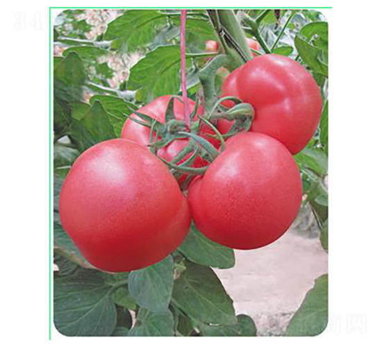 ���762-���ѷN��-����N��