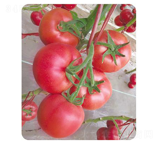 ������-���ѷN��-����N��