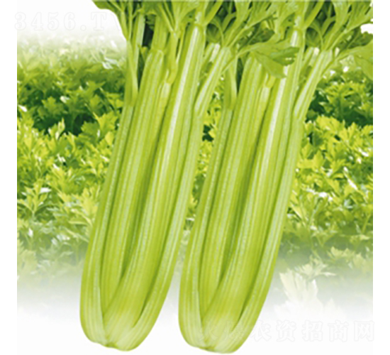 ��ƷӢ��-�۲˷N��-��Ʒ�r(n��ng)�I(y��)