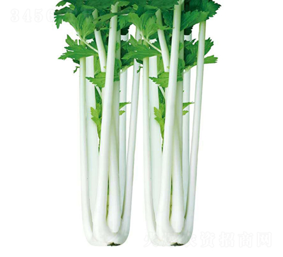 �y��(sh��)��-�۲˷N��-��Ʒ�r(n��ng)�I(y��)