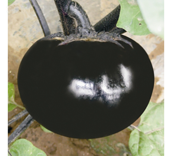 �������Tʿ-���ӷN��-��Ʒ�r(n��ng)�I(y��)