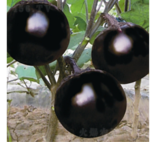 ���SF8-���ӷN��-��Ʒ�r(n��ng)�I(y��)