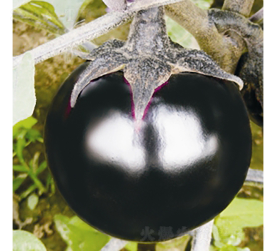 ��������h-���ӷN��-��Ʒ�r(n��ng)�I(y��)