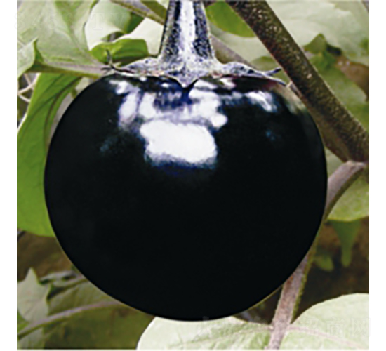 �����Ϲ�-���ӷN��-��Ʒ�r(n��ng)�I(y��)