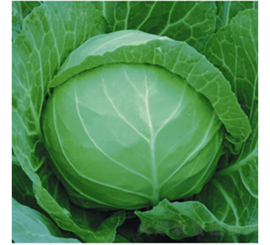 ���x8398-���{(l��n)�N��-��Ʒ�r(n��ng)�I(y��)