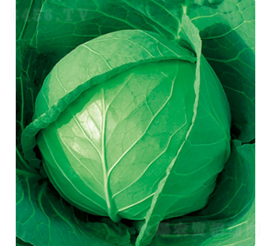 ���и�ʮһ-���{(l��n)�N��-��Ʒ�r(n��ng)�I(y��)