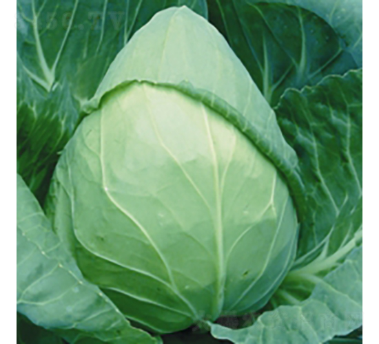 ���S���{(l��n)-���{(l��n)�N��-��Ʒ�r(n��ng)�I(y��)