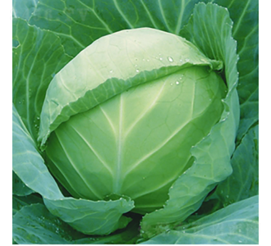 ��40-���{(l��n)�N��-��Ʒ�r(n��ng)�I(y��)