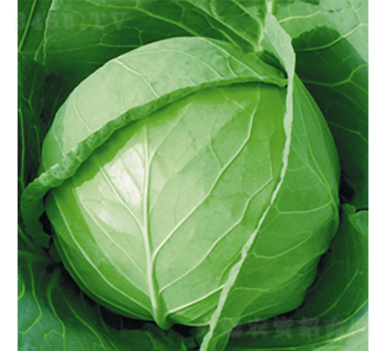 ����-���{�N��-��Ʒ�r(n��ng)�I(y��)