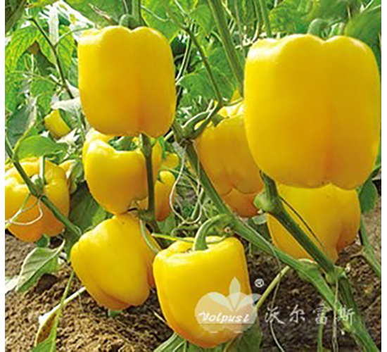 �S�W��F1���M(j��n)���Sɫ�𽷣�-�𽷷N��-�֠���˹