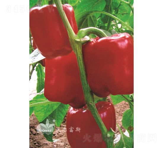 �t���oF1��Խ���𽷣�-�𽷷N��-�֠���˹