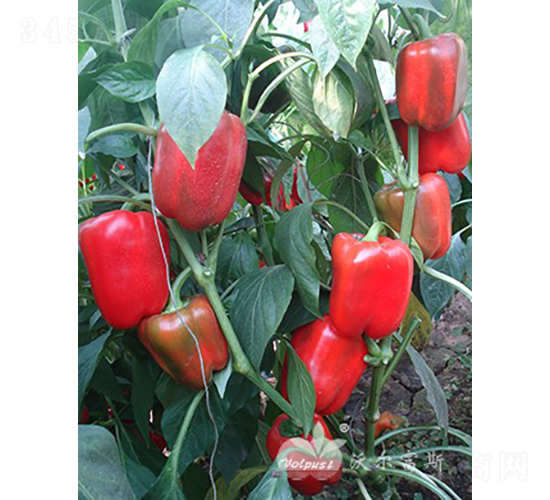 �t�_�ȶ�̖(h��o)F1���ﶬ�����o(h��)����Ʒ�N��-�𽷷N��-�֠���˹