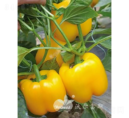 �S��F1���紺�����Ӽ�Խ���߮a(ch��n)�Sɫ�𽷣�-�𽷷N��-�֠���˹