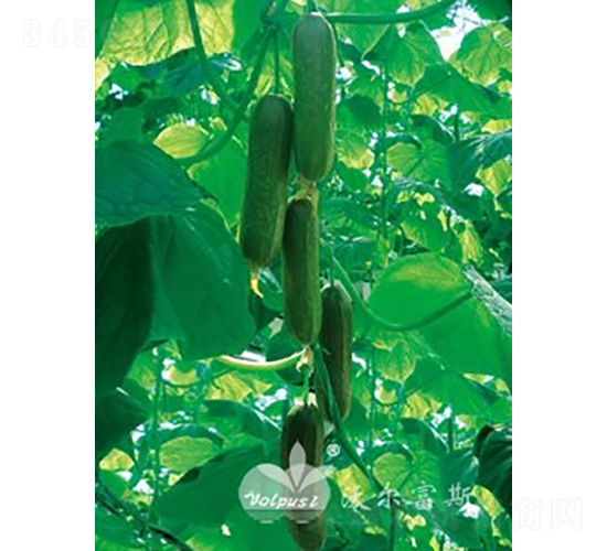 ��ؐ��̖F1��ˮ���S�ϣ�-�S�ϷN��-�֠���˹