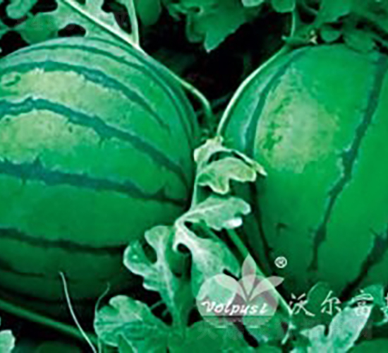 ��ӯF1�������������Ʒ�N��-���ϷN��-�֠���˹