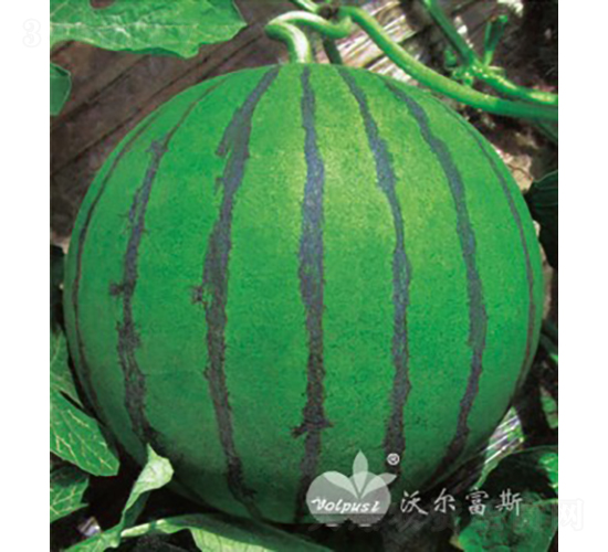 ���촺��F1����������Ʒ�N��-���ϷN��-�֠���˹