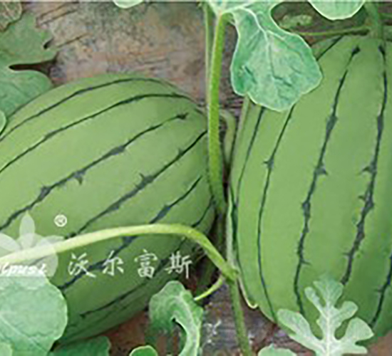 ����tF1���紺�t���(l��i)�ͶYƷ���ϣ�-���ϷN��-�֠���˹