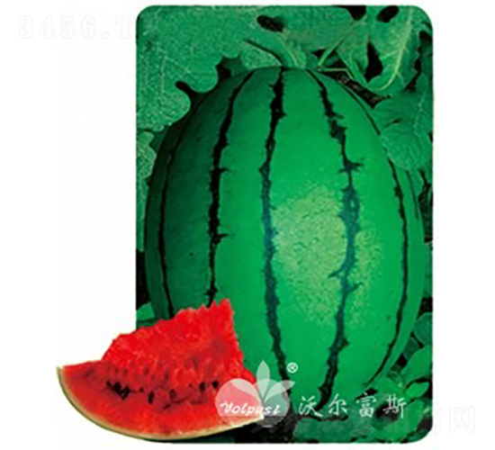 �紺����F1������紺�t���(l��i)�YƷ���ϣ�-���ϷN��-�֠���˹