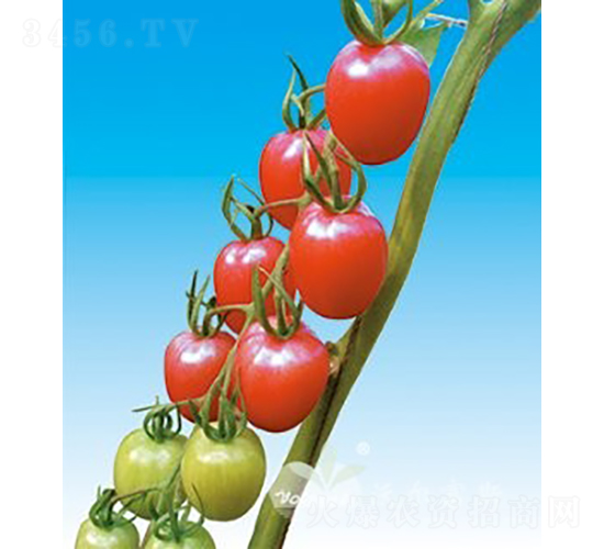 ���؋ɶ�̖F1����TY�۹�С���ѣ�-���ѷN��-�֠���˹