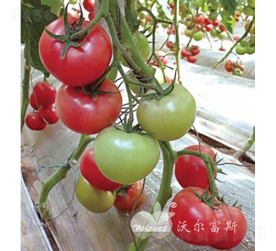 ������̖F1����TY�����۹����ѣ�-���ѷN��-�֠���˹