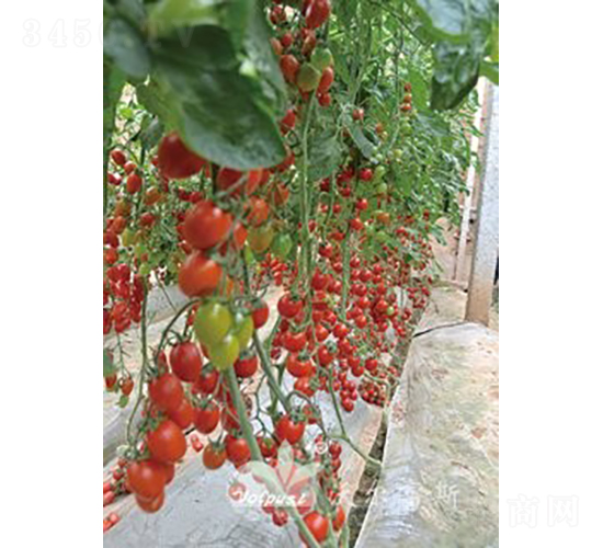 ǧ�t201F1����TY�����t��С���ѣ�-���ѷN��-�֠���˹