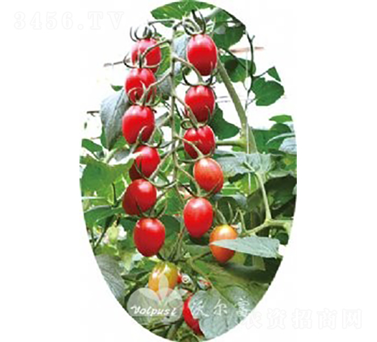 ǧ�t202F1����TY�����t��С���ѣ�-���ѷN��-�֠���˹