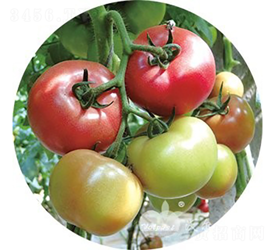 �W˼����̖F1����TY�����۹����ѣ�-���ѷN��-�֠���˹