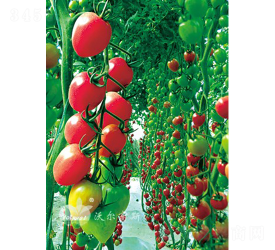 ǧ��1106F1���߿�TY����ǧ�����С���ѣ�-���ѷN��-�֠���˹