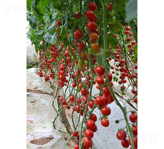 ������F1���t��С���ѣ�-���ѷN��-�֠���˹