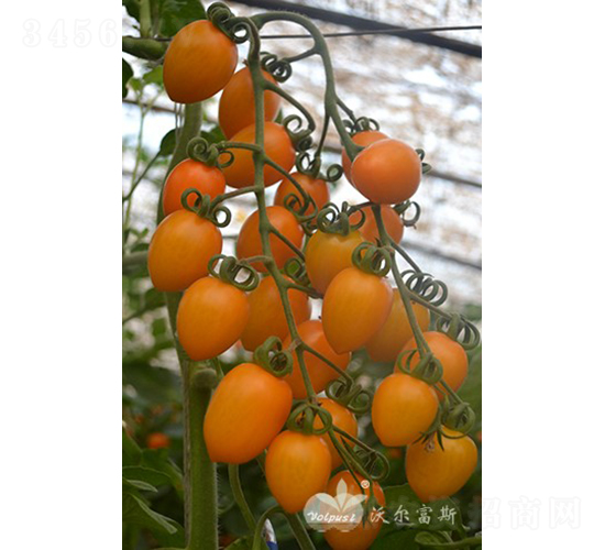 �S���ݶ�̖(h��o)F1����TY�����S��С���ѣ�-���ѷN��-�֠���˹