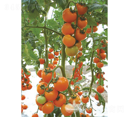 �_���S��F1����(y��u)�|(zh��)�S��С���ѣ�-���ѷN��-�֠���˹