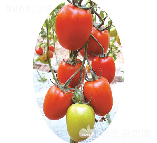 �t����F1���t�_���(l��i)�ͷ��ѣ�-���ѷN��-�֠���˹