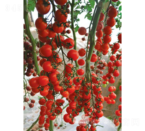 �tؐؐF1���tɫ�A��С���ѣ�-���ѷN��-�֠���˹