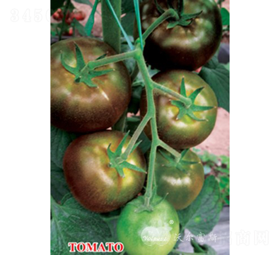 ��õ��F1����ɫ���ѣ�-���ѷN��-�֠���˹