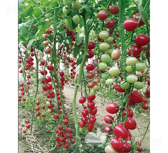 ǧ��1608F1����TY����ǧ����ͷ۹�С���ѣ�-���ѷN��-�֠���˹