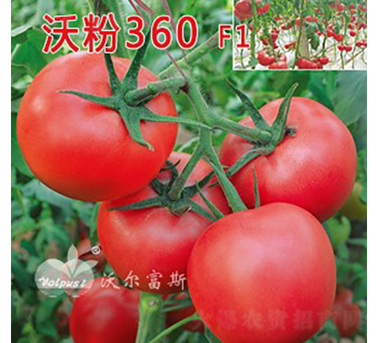 �ַ�360F1����TY�۹����ѣ�-���ѷN��-�֠���˹