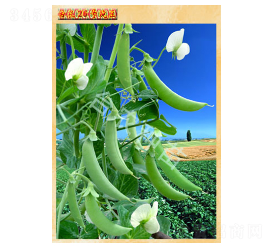 26̖�㶹-�㶹�N��-�_�r(n��ng)�N��