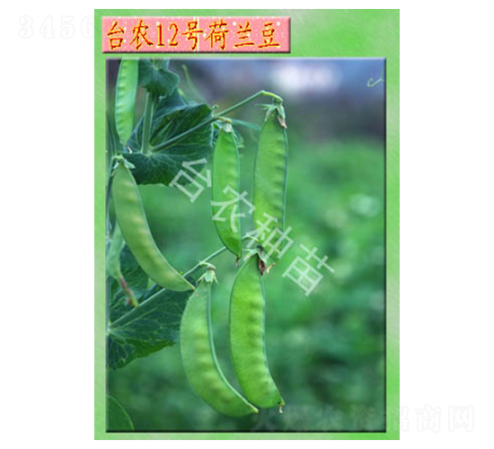 �_(t��i)�r(n��ng)12̖(h��o)���m��-�㶹�N��-�_(t��i)�r(n��ng)�N��