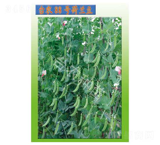 �_�r88̖���m��-�㶹�N��-�_�r�N��