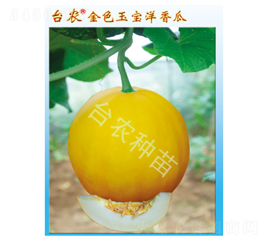 �_�r(n��ng)��ɫ�����-��ϷN��-�_�r(n��ng)�N��